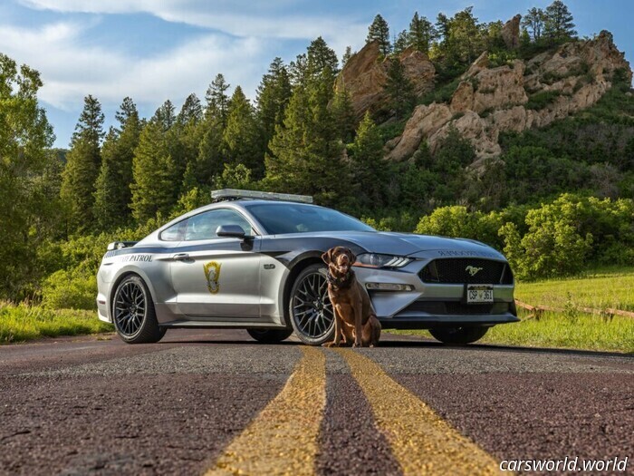 Paws, Props, and Patrol Vehicles: Our Completely Unofficial Cruiser Awards | Carscoops